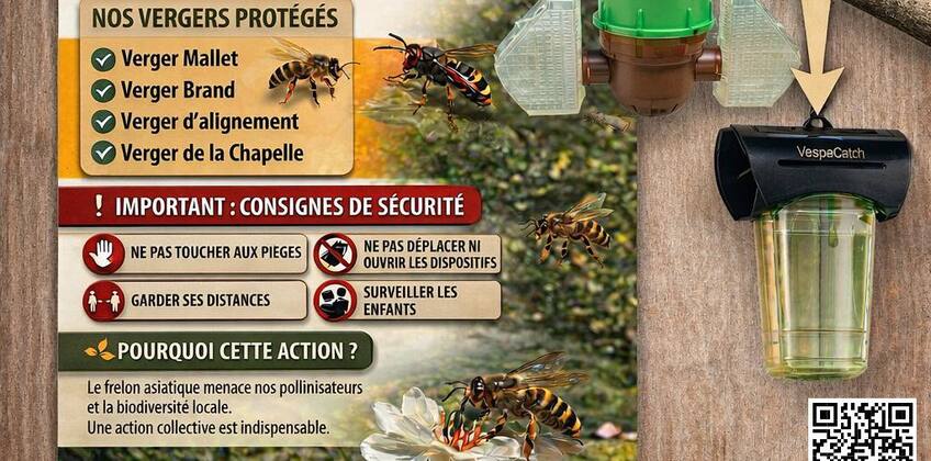 Action immédiate contre le frelon asiatique